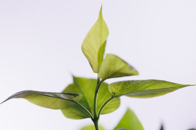 Close-up of leaves against white background