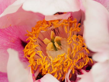 Close-up of hand holding pink flower
