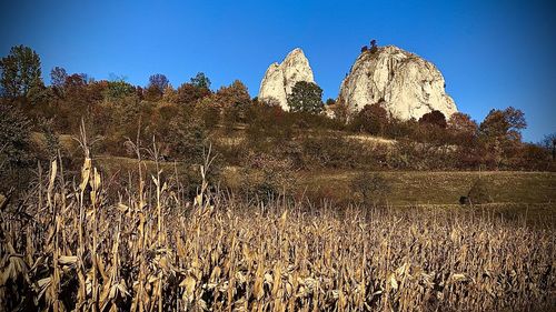 Low angle view of trees on field against clear sky