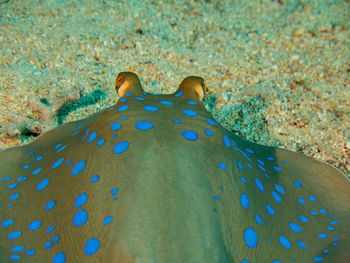 Close-up of tree against blue sky