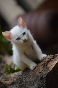 Close-up portrait of white kitten