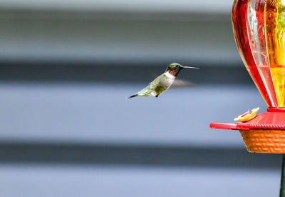 Hummingbird at the bird feeder