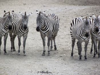 Zebras standing on dirt road