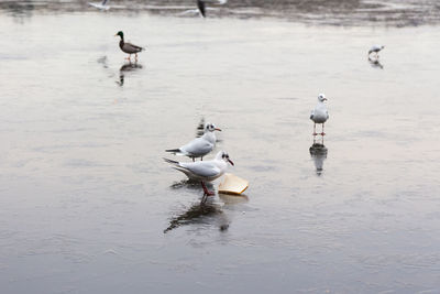 Birds in a frozen lake in the winter months 