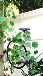 Plants growing on a tree