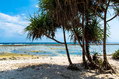 Palm trees growing on beach
