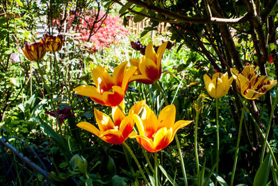 Close-up of yellow flowers blooming outdoors
