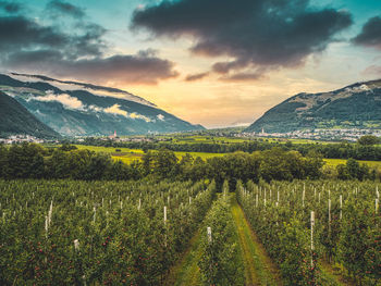 Scenic view of vineyard against sky during sunset