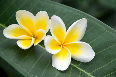 Close-up of frangipani blooming outdoors