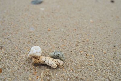Close-up of crab on sand at beach