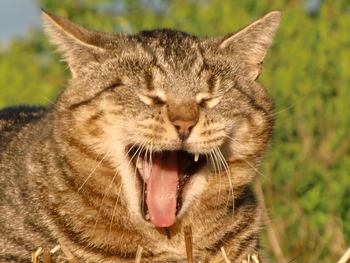 Close-up of cat yawning during sunny day