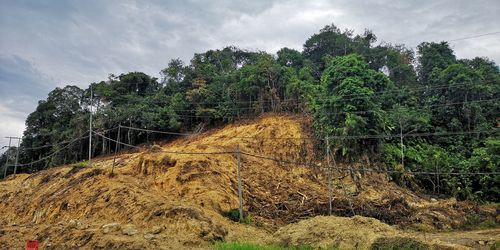 Low angle view of trees on mountain against sky