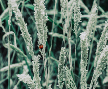 Close-up of ladybug on plant