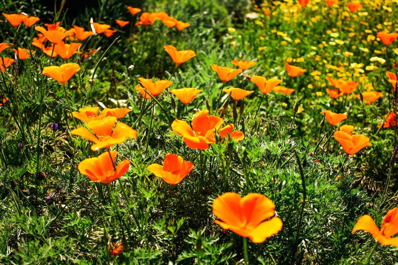 CLOSE-UP OF ORANGE FLOWERING PLANTS