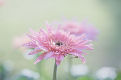 Close-up of pink flower