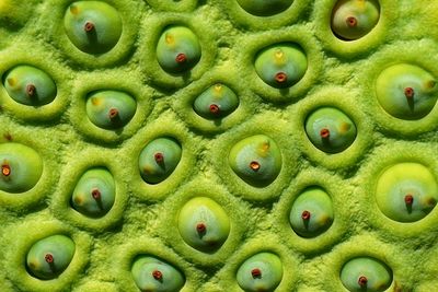 Full frame shot of succulent plant