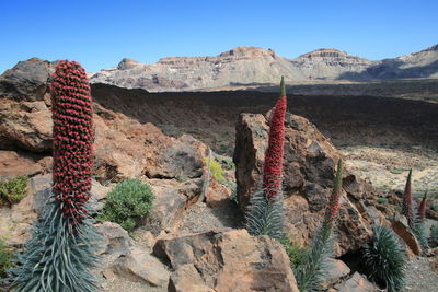 View of cactus in desert against clear blue sky