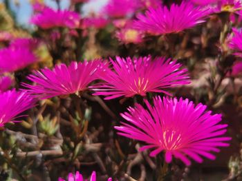 Close-up of pink flowering plants