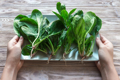 Fresh spinach in the plate. meal preparation concept. love, healthy, ecology concept, horizontal