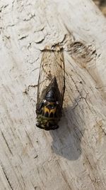 High angle view of bee on wood