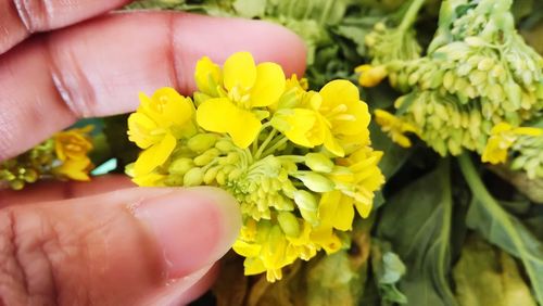 Close-up of woman holding yellow flowers