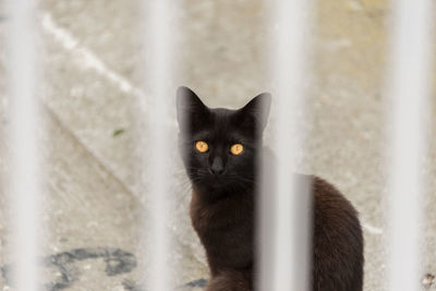 Close-up portrait of black cat