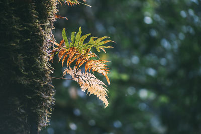 Close-up of pine tree