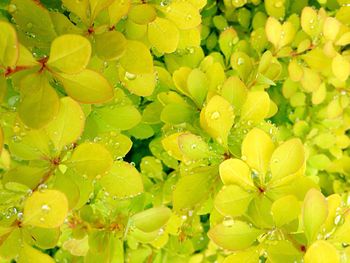 Close-up of wet yellow flowering plant