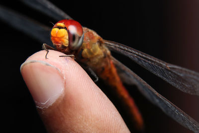 Close-up of a hand holding dragonfly 