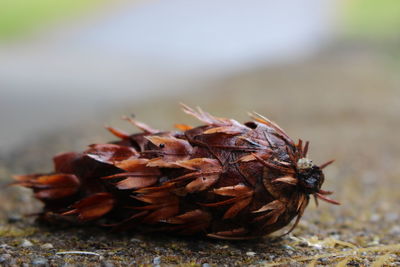 Close-up of insect