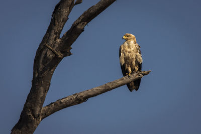 Low angle view of eagle perching on tree against sky