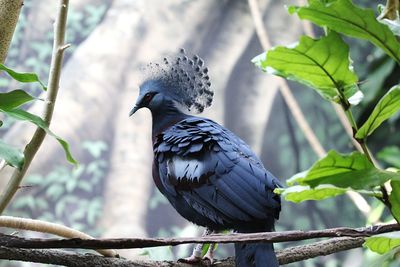 Close-up of bird perching on branch