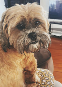 Close-up portrait of a dog