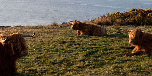 Highland cattle on grassy field by lake