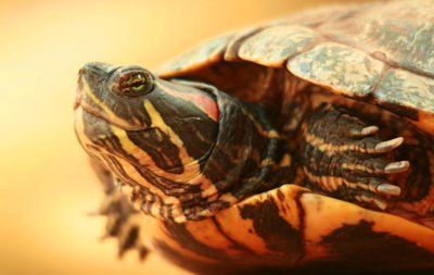 Close-up portrait of tortoise