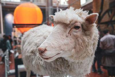 Close-up of an sheep