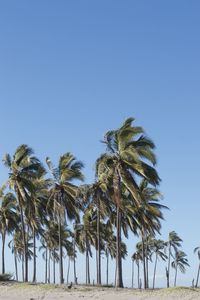 Palm trees on a virgin island