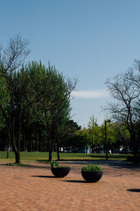 Trees in park against sky