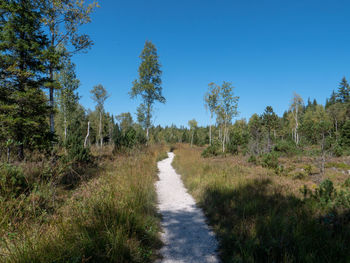 Footpath amidst trees against sky