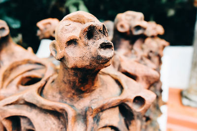 Close-up of human skull