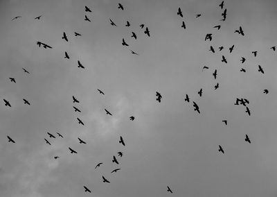 Low angle view of flock of birds flying against cloudy sky