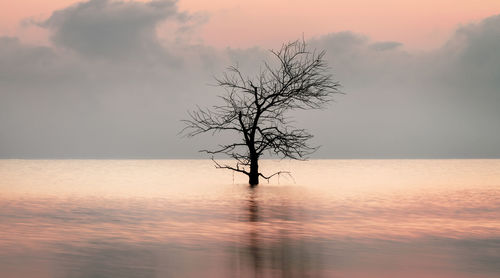 Bare tree against sky during sunset