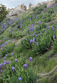 Purple flowers blooming in field