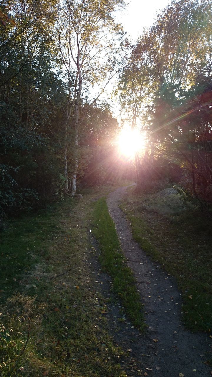 sun, sunlight, sunbeam, lens flare, tree, water, tranquility, tranquil scene, beauty in nature, nature, scenics, sunny, growth, bright, reflection, sky, outdoors, day, no people, idyllic