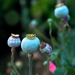 Close-up of poppy growing on plant
