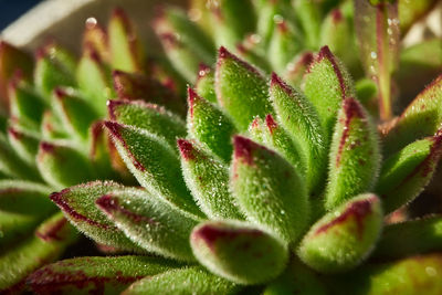Close-up of succulent plant