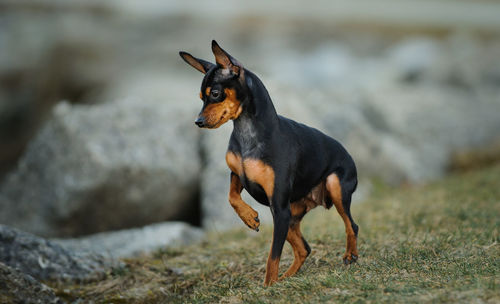 Miniature pinscher standing on field