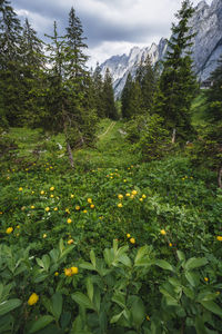 Plants growing on land against sky