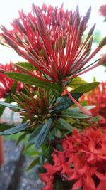 Close-up of red flowering plant