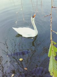 Swan swimming on lake